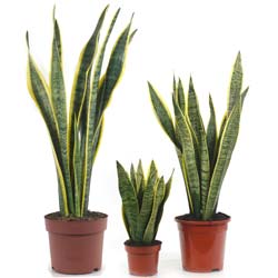 Sansevieria trifasciata